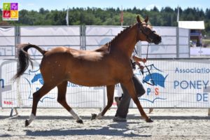 Finale des Champions Welsh Sologn'Pony 2018 Poney As