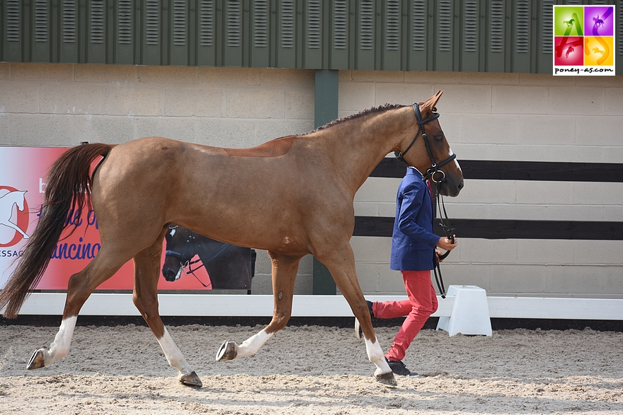 Jonas de Vericourt et Vidock de Berder - ph. Poney As