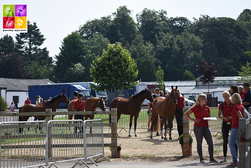 Team German Eventing - ph. Poney As