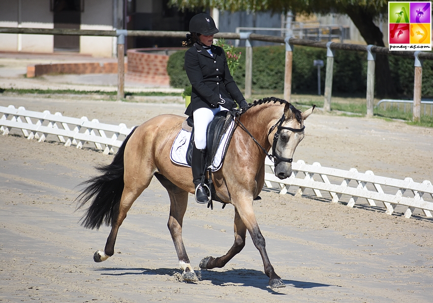 Champion des 6 ans - Hesselteich Domino sous a selle de Floriane Peligrain - ph. Poney As