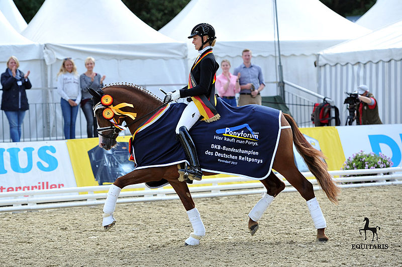 Cosmo Royale (Cosmopolitan D x Casino Royale K) sous la selle de Danica Duen - ph. Equitaris