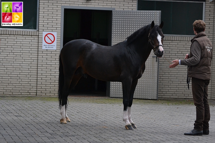 L'étalon performer Magic Cornflakes photographié dans les écuries Böckmann en Allemagne en 2015 - ph. Poney As 