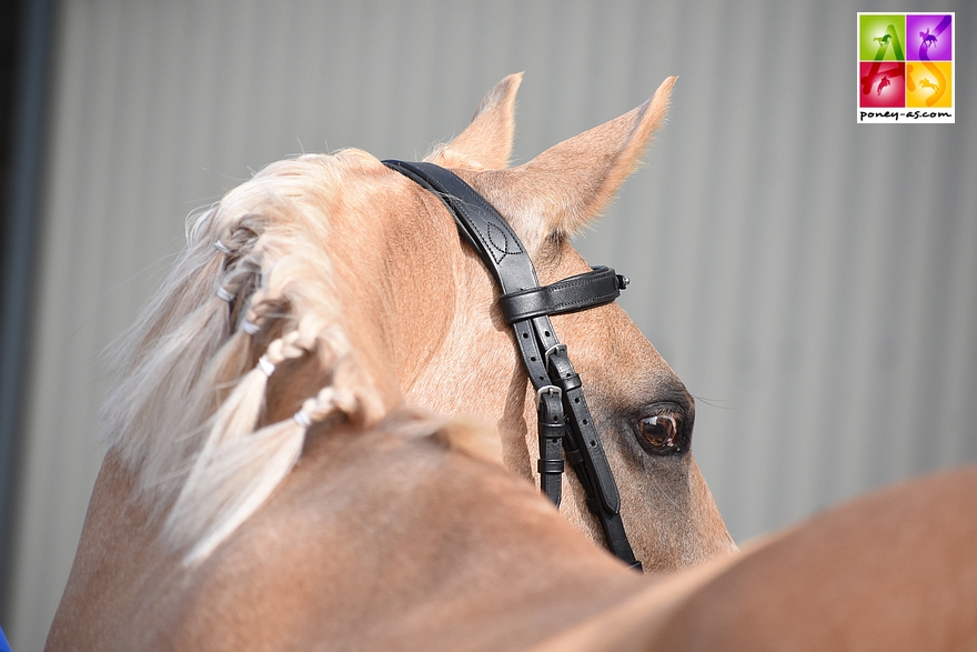 Hemingway B, poney de l'Italienne Lisa Caroline Kathy Alessandra Bartz - ph. Poney As