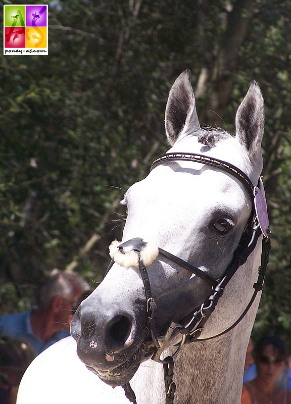 Jimmerdor lors de la visite vétérinaire des championnats d'Europe de Saumur - ph. Poney As