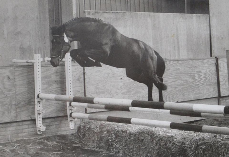 Kantje's Carlando à 2,5 ans - ph. coll. van de Laar