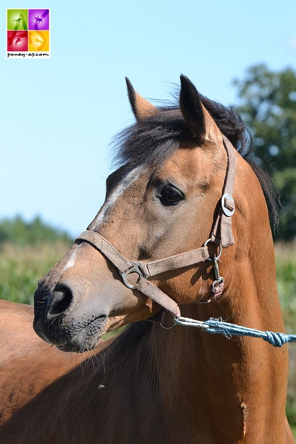 Le fils de Kantje's Carlando, Orchid's Cestanii en 2015 - ph. Poney As