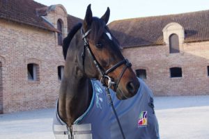 L'étalon O Ma Doué Kersidal aux couleurs de Poney As - ph. famille Gualtieri