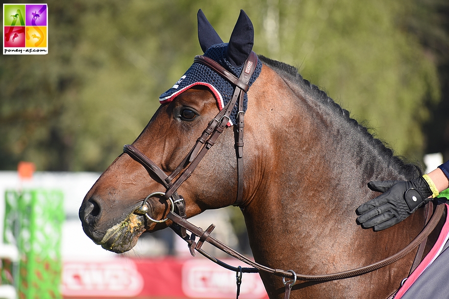 Ken van Orchid, victorieux de la 1,25 m ce matin sous la selle d'Ilona Mezzadri - ph. Poney As