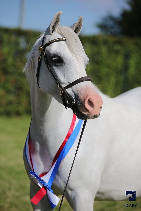 Stougjeshoeve Emily, sacrée championne Suprême du national welsh de Deauville - ph. Agence Ecary