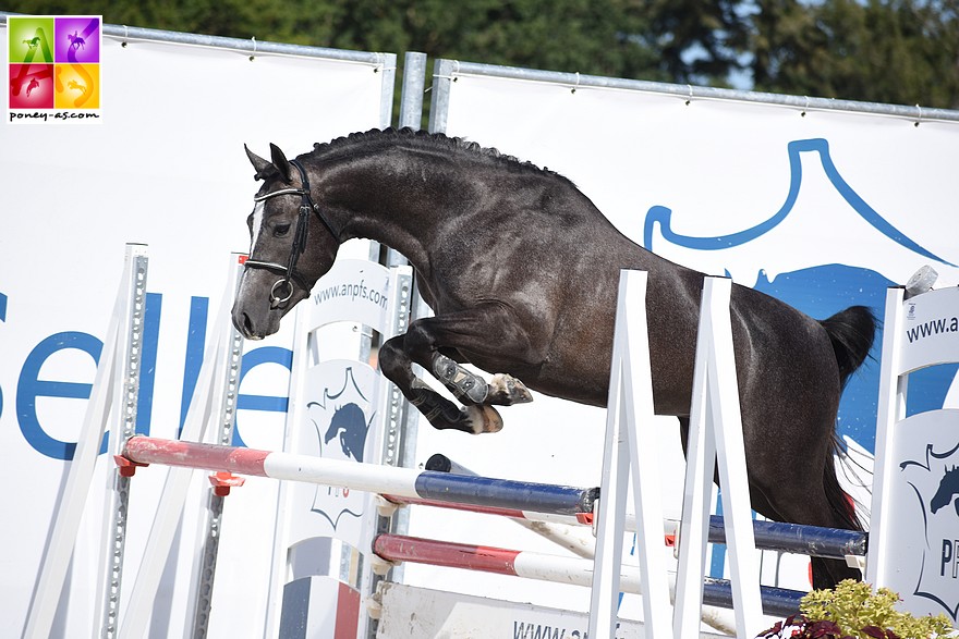 Guernica de Jaumat, champion de France des mâles Pfs de 3 ans - ph. Poney As