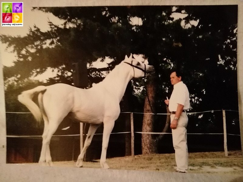 Apollon et Gilles au National Connemara de 1999 - ph. Poney As