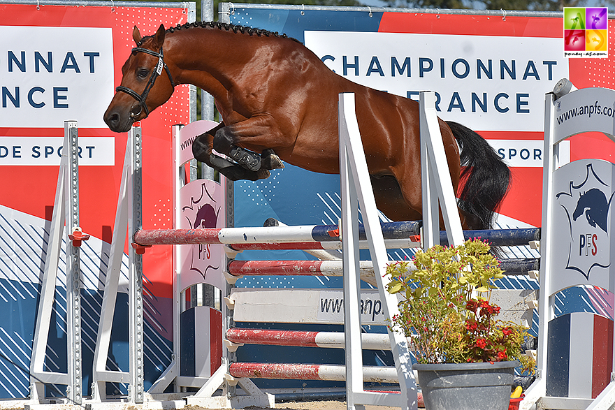 Génie du Ronval, 3e de ce championnat - ph. Poney As