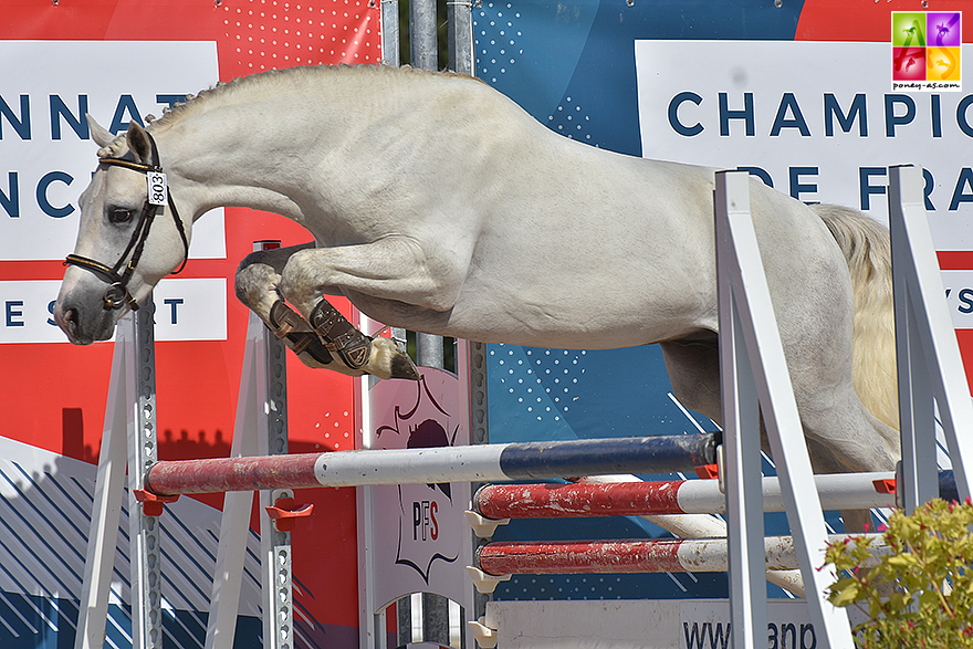 Grammatico Brimbelles, vice-champion de la finale des 3 ans Sport FPPCF - ph. Poney As