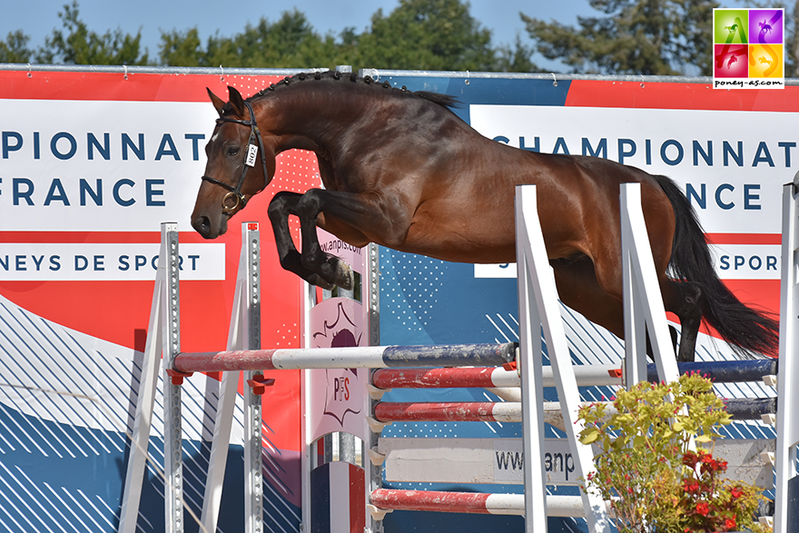 Goethe d’Uriat, champion de France des 3 ans Sport FPPCF - ph. Poney As