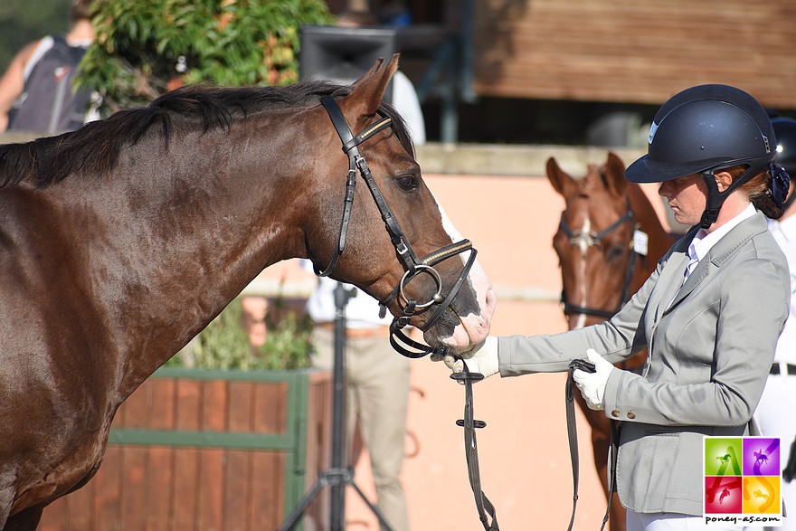 L'étalon Birkilds Balboa présent sur le Show de la Rose - ph. Poney As