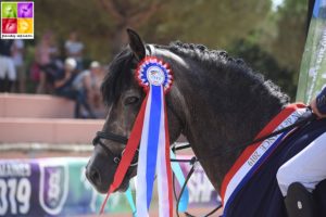 Crazy Horse Flayelles, champion des 7 ans de l'édition 2019 - ph. Poney As