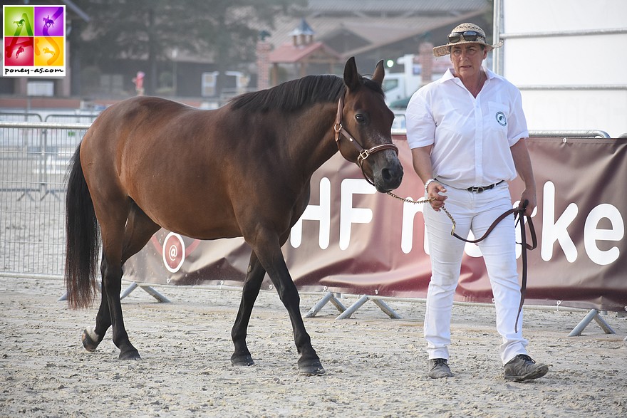 Bysance du Braou remporte la catégorie des poulinières non suitées - ph. Poney As