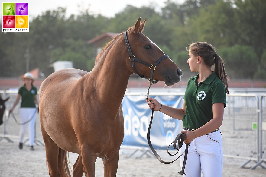 Gaga Lagesse, championne Suprême des femelles - ph. Poney As