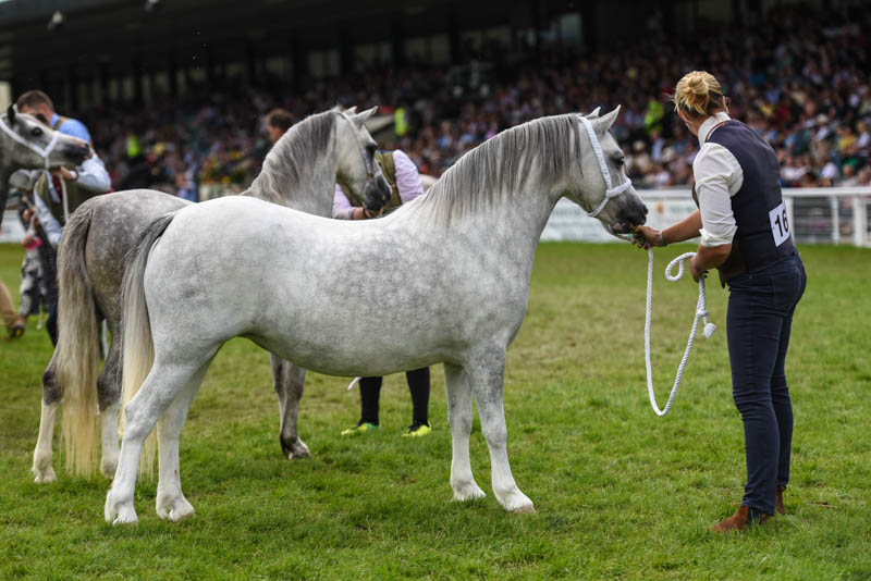 Heniarth Sh-Boom, femelle de 3 ans, championne des Jeunes section A – ph. coll. Equinepix