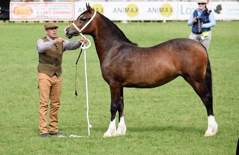 London Total Temptress, femelle de 1 an, championne des Jeunes section D – ph. coll. Equinepix