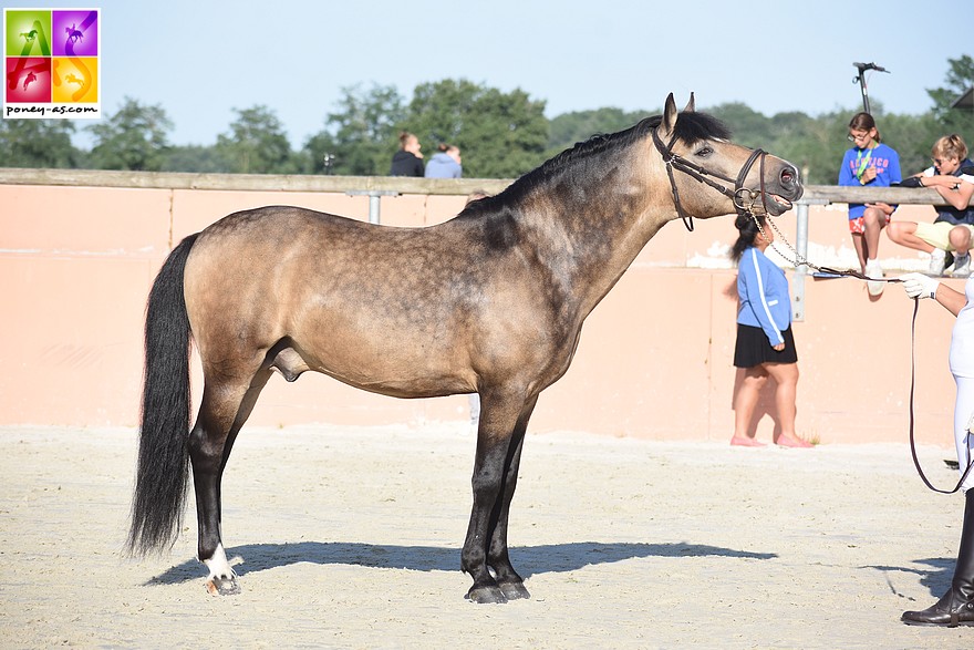 L’etalon Sulaatik’s Versage remporte le Show de la Rose dans la catégorie des mâles montés - ph. Poney As