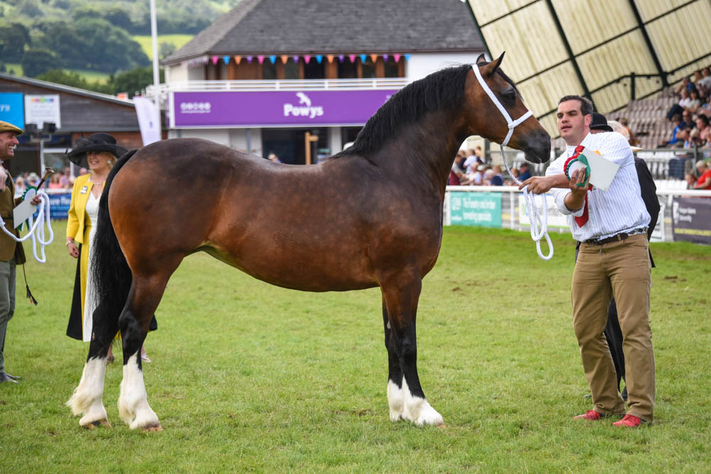 Perthog Gwenan Mai, poulinière non suitée de 7 ans, championne toutes catégories section D pour la seconde fois et championne suprême Welsh – ph. coll. Equinepix