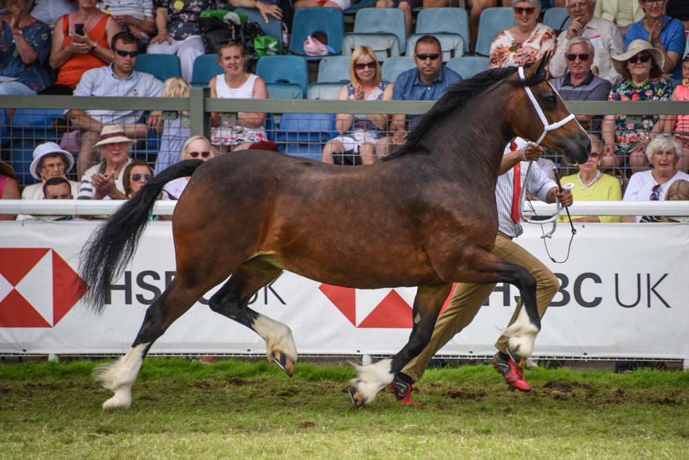 Perthog Gwenan Mai, poulinière non suitée de 7 ans, championne toutes catégories section D pour la seconde fois et championne suprême Welsh – ph. coll. Equinepix