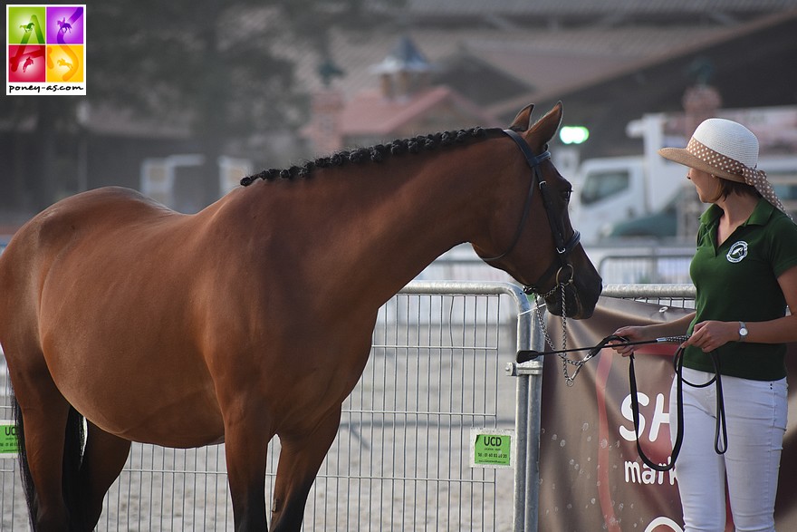 Quelly Pearl, mère de la championne des foals Jamaica Dance - ph. Poney As