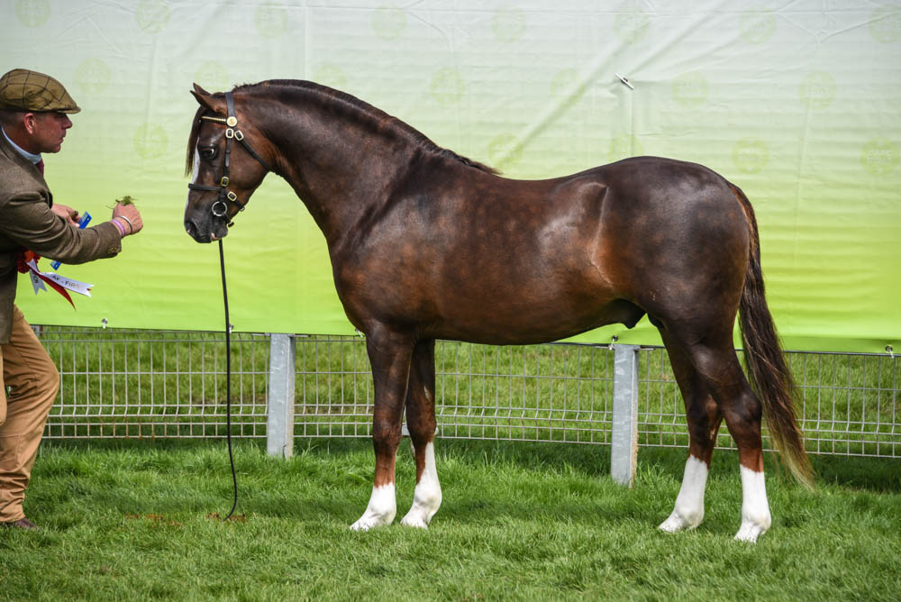 Thistledown Shereef, étalon de 3 ans, champion des Jeunes section B – ph. coll. Equinepix