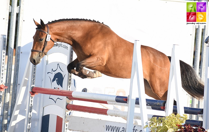 La Réserve championne Junior de l’an passé, Hoity Toity, 2e des femelles des 2 ans - ph. Poney As