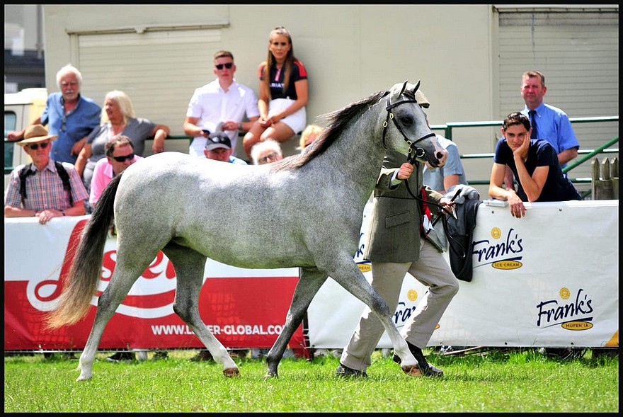 Tea Time de l’Aurore, gagnante de la classe des femelles de 2 ans Welsh B – ph. coll. Kimberley Karsdorp