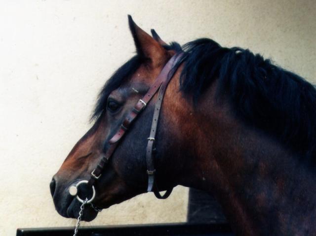 L'étalon Cliff of Laps, champion de France Petit Grand Prix - ph. coll. privée