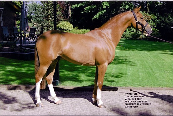 L'étalon Kwalitet, fils de Kanshebber et de sa soeur utérine Simply The Best - ph. coll. vd Laar
