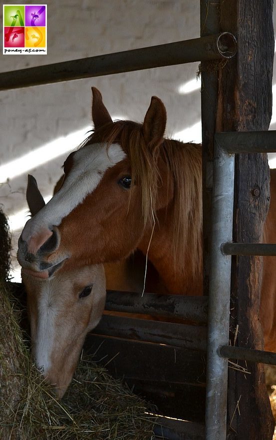 Un foal de l'étalon phare du Gestüt Bönniger Dornik B - ph. Poney As