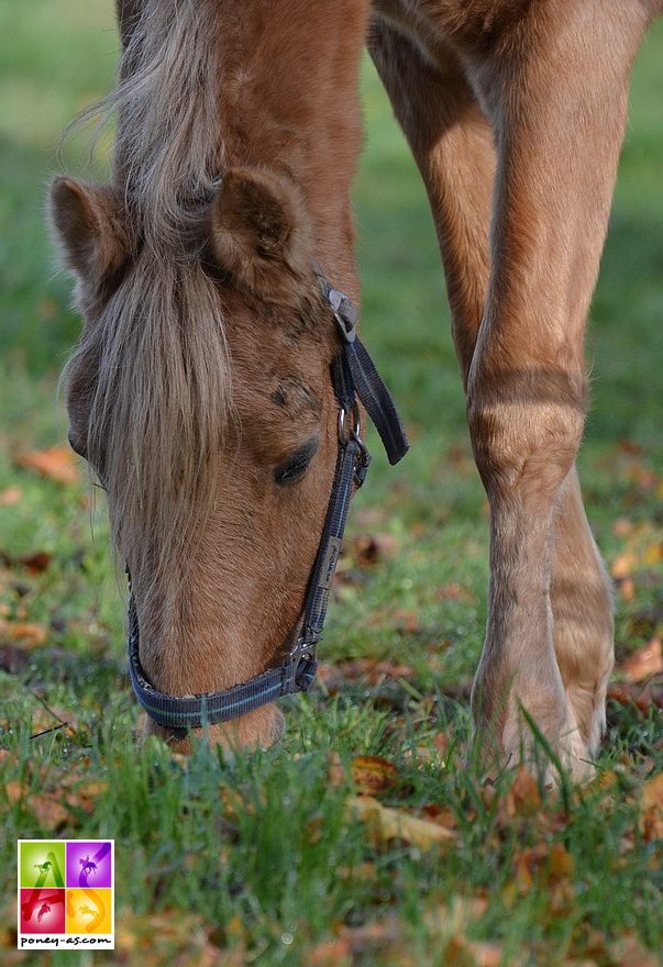 Qui est ce vieux poney. "Il ressemble à Golden Dancer, non ?". C'est bien lui nous a répondu Ludwig Stassen. L'étalon palomino est une légende en Allemagne. Autre émotion... pour ceux qui ont pu l'observer sur les rectangles - ph. Poney As