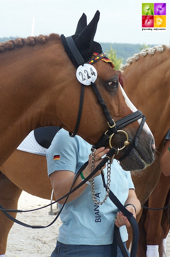 L’étalon Dornik B photographié en 2008 lors des championnats d’Europe d’Avenches. L’un des plus grands athlètes du circuit Poney de tous les temps et reproducteur hors pair – ph. Poney As