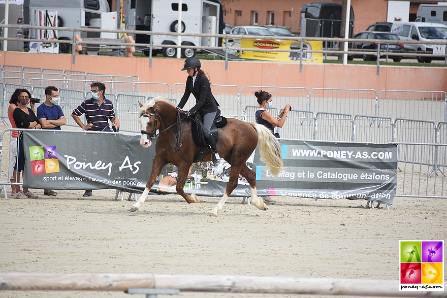 Poney As a sponsorisé la finale montée des poneys Welsh et a récompensé les meilleurs - ph. Poney As