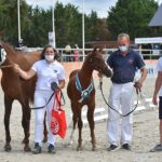 Le foal Kif Rislois, né chez Gwenola et Arnaud Bonvalet, remporte le titre de champion de France des mâles Pfs – ph. Poney As