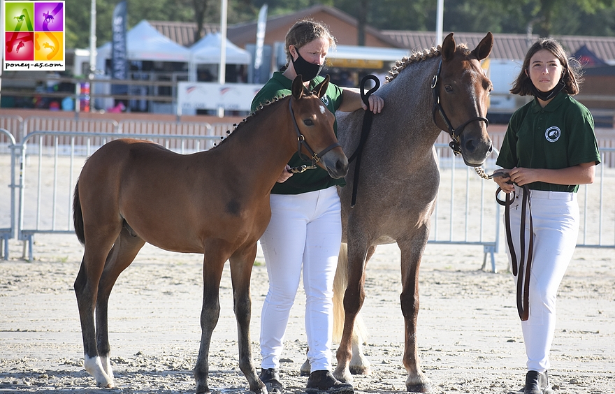 Haywards Klassique, championne des poulinières suitées et son foal Kingdom de Karat par l’européen en CSO Emmickhoven's Diego SL - ph. Poney As