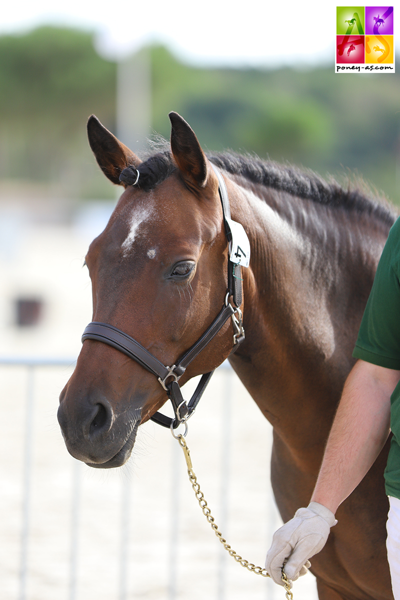 Palm Beach du Poët - ph. Poney As