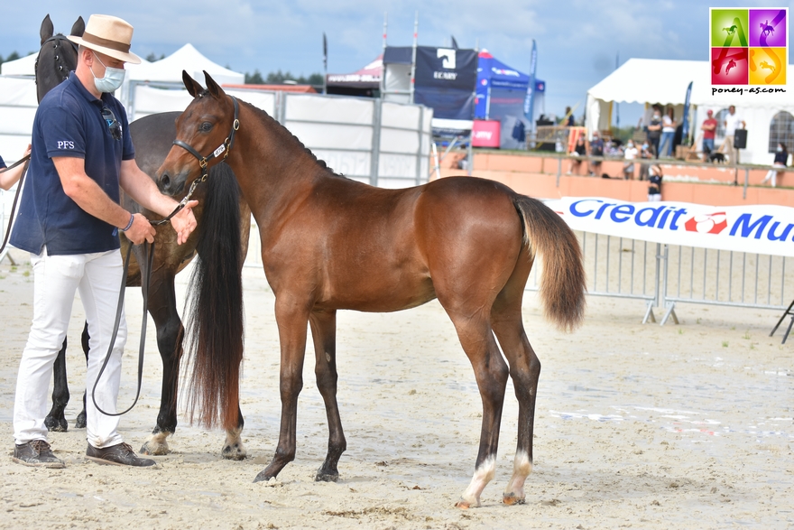 Kracker le Courtal – ph. Poney As