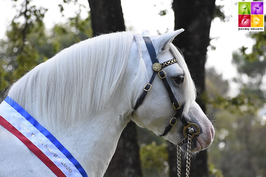 L'étalon Welsh A Colne Turbo – ph. Poney As