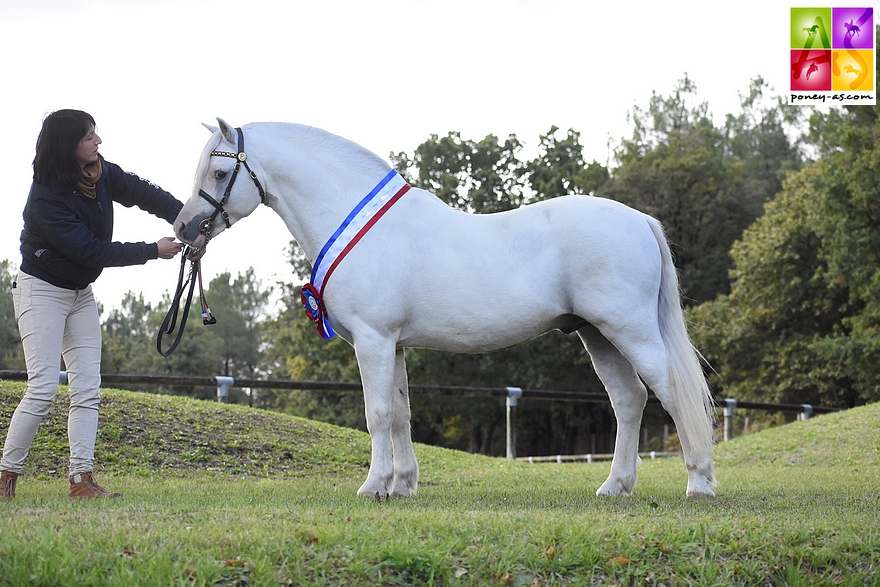 Colne Turbo, importé en France par sa propriétaire Aurélie Tuduri, est sacré champion Suprême de ce National 2020 – ph. Poney As