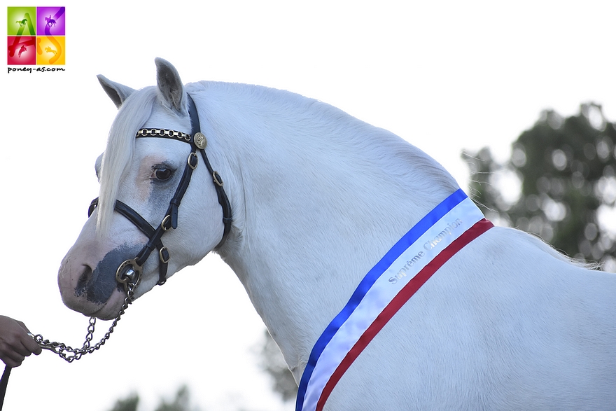 L'étalon Welsh A Colne Turbo – ph. Poney As