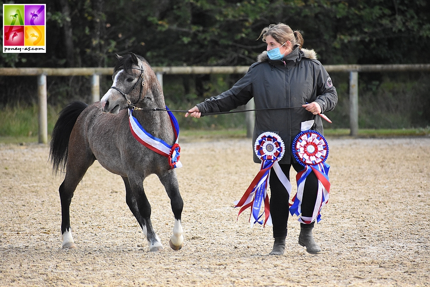 Idalgo Dornoa remporte le championnat des 2 ans, mâles et femelles confondues. Il est aussi le coup de cœur du jury – ph. Poney As 