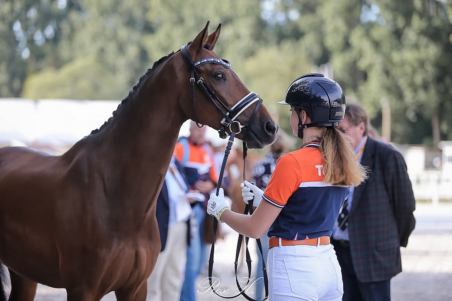 Brouwershaven Uthopia II, monté par la Néerlandaise Sita Hopman lors des championnats d’Europe de Pilisjászfalu, est désormais associé à la jeune Valentine Bineau – ph Rose Harang