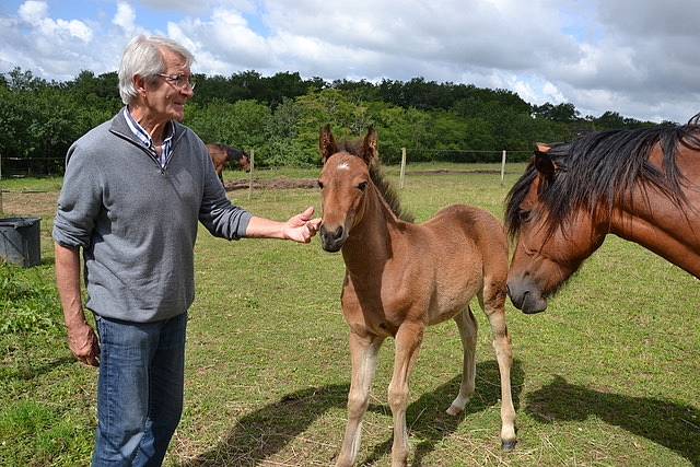 Pendant 30 ans, Olivier Despierres a élevé des poneys New Forest sous l'affixe de l'Ocq. Il fut aussi le président de l'AFPNF de 1994 à 2007 - ph. Lucile Chavane