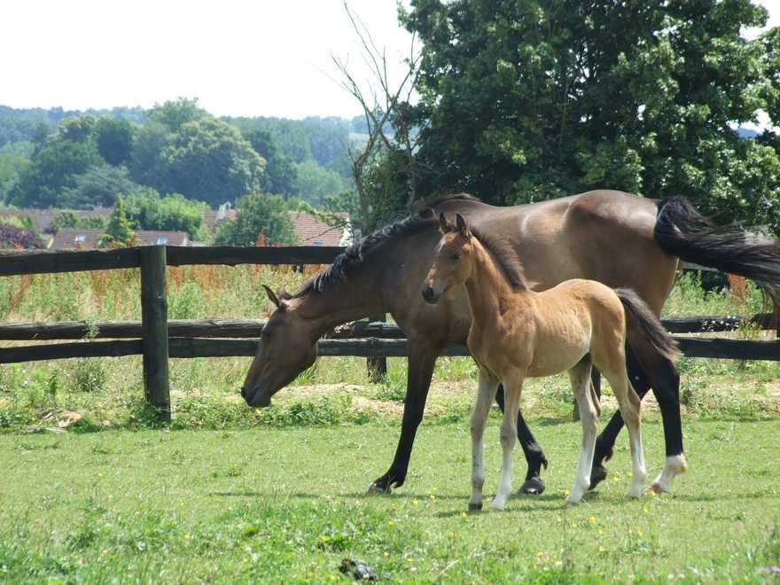 Virtuose Teakitina foal, en compagnie de sa mère Ratina de la Folie - ph. Anaïs Thibot