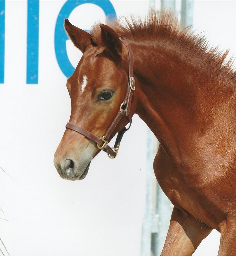 Jewel Pearl en 2019 - ph. coll. Bernard Vaucher