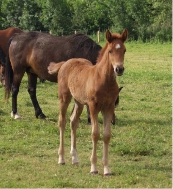 Prim’ Pearl foal - ph. coll. Bernard Vaucher